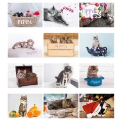 Personalised A4 Cats & Kittens Calendar -PERSONALISE STORE p0512ab27 8
